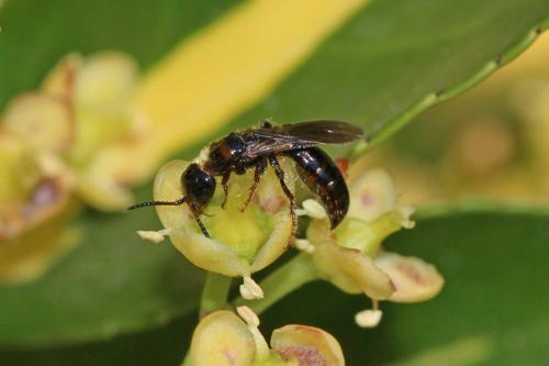 Meria sp.